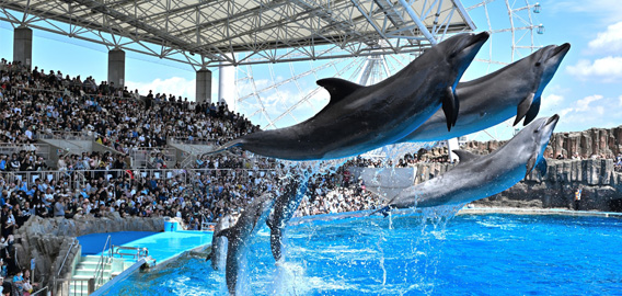 名古屋港水族館のイルカショー