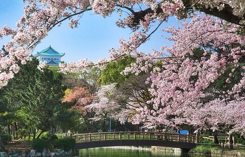 名古屋城と桜の写真