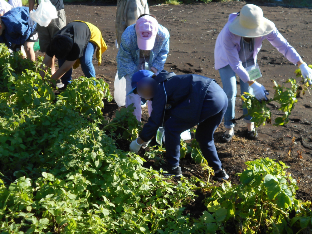 野菜の収穫体験をする様子